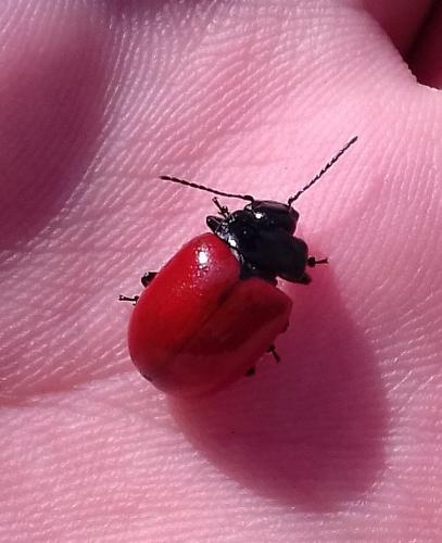 Réf. 197 688 : Chrysolina lucida